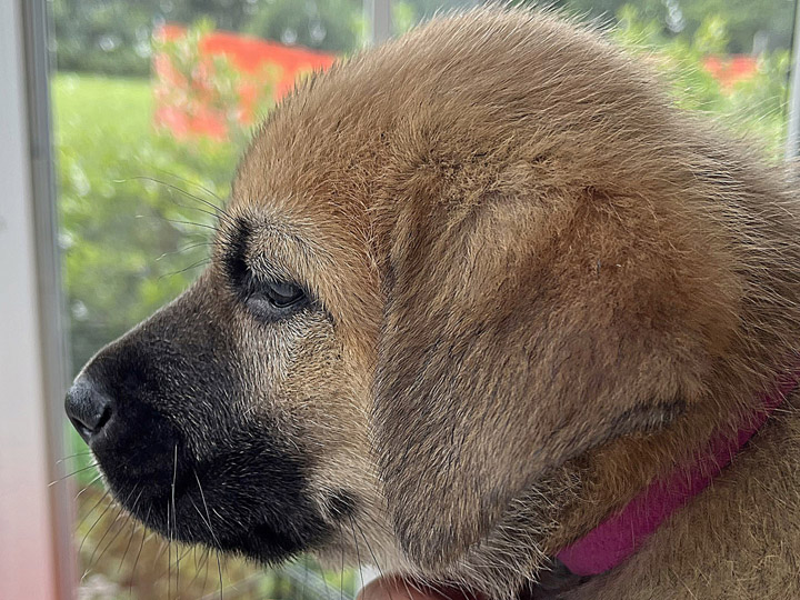 chinook puppy